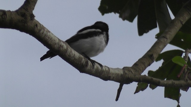 hvitvingepløsøye - ML201028771