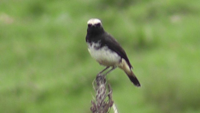 Abyssinian Wheatear - ML201028821