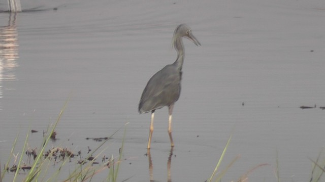 Slaty Egret - ML201028891