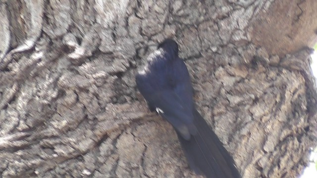 Common Scimitarbill - ML201028921