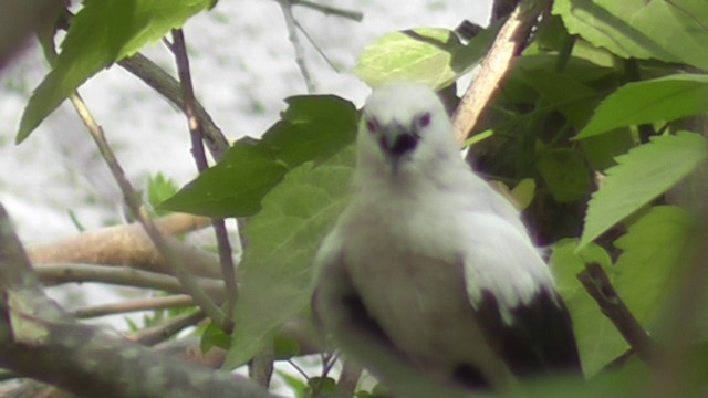 Southern Pied-Babbler - ML201028931