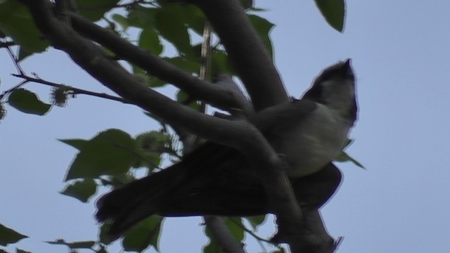 White-crowned Shrike - ML201028991