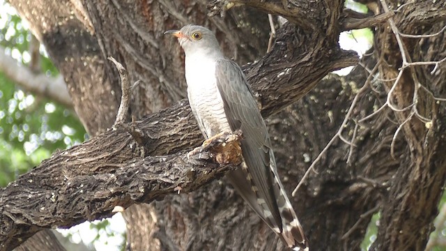 Coucou africain - ML201029001