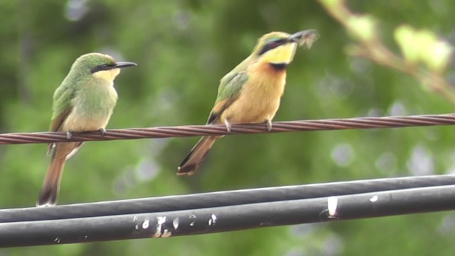 Little Bee-eater - ML201029031