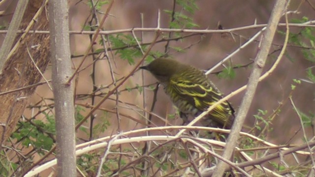 Échenilleur à épaulettes jaunes - ML201029061