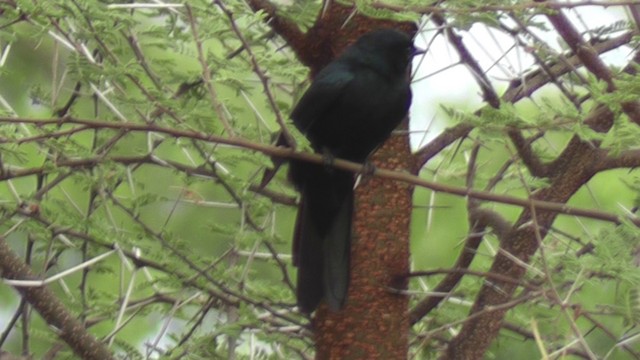 Black Cuckooshrike - ML201029071