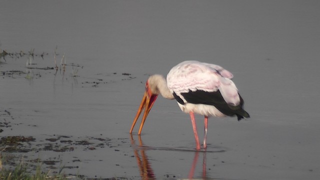 Yellow-billed Stork - ML201029081