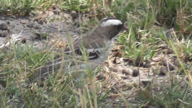 White-browed Sparrow-Weaver - ML201029091