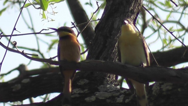 Greater Honeyguide - ML201029141