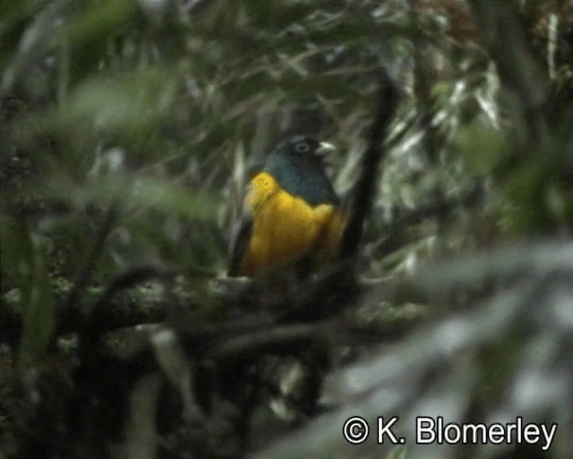 Atlantic Black-throated Trogon - ML201029181