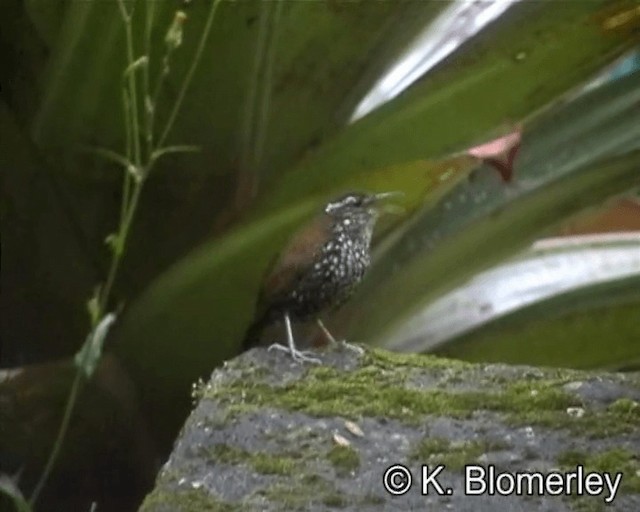 Sharp-tailed Streamcreeper - ML201029191