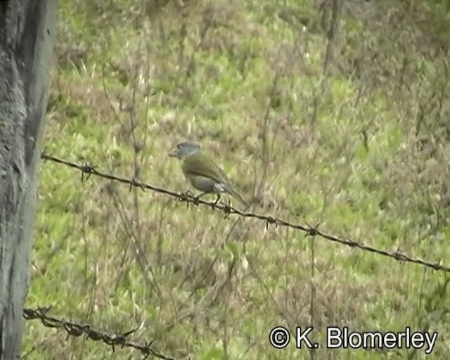 Rufous-browed Peppershrike (Ochre-crowned) - ML201029211