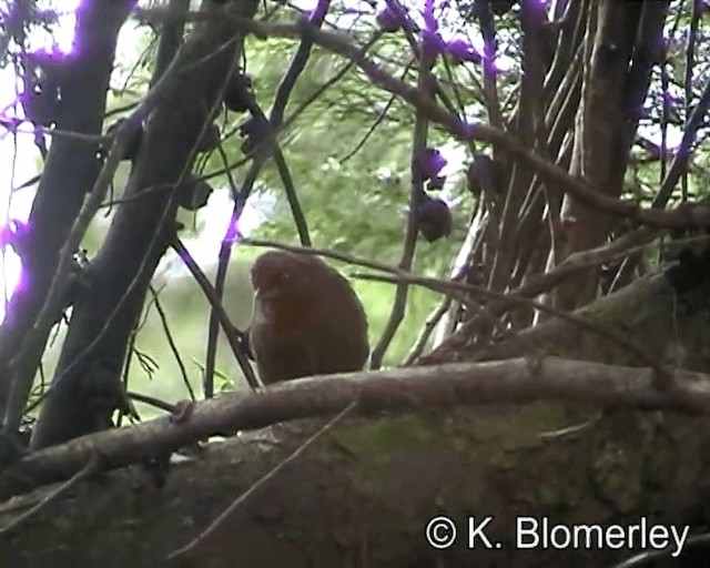 Orange-eyed Thornbird - ML201029221