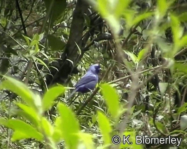Diademed Tanager - ML201029241