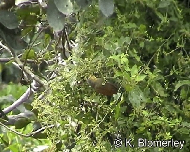 Buff-fronted Foliage-gleaner - ML201029291