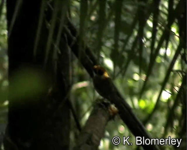 Black-cheeked Gnateater - ML201029311