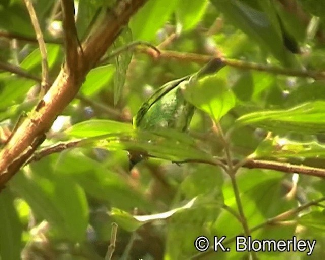 Red-necked Tanager - ML201029321