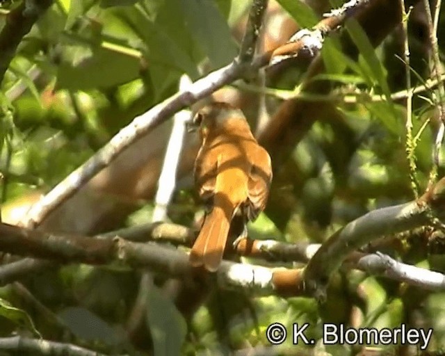 Chestnut-crowned Becard - ML201029331