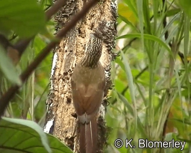 White-throated Woodcreeper - ML201029351