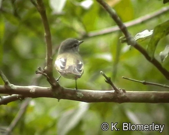 Planalto Tyrannulet - ML201029361