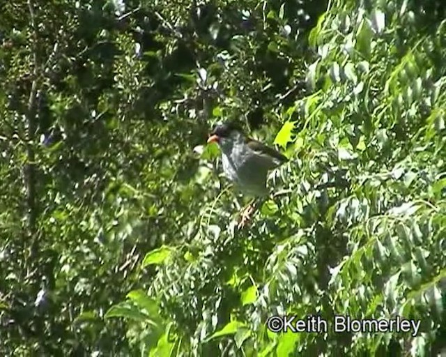 Bush Blackcap - ML201029371