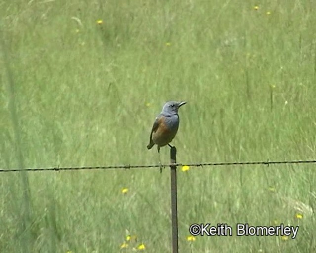 Sentinel Rock-Thrush - ML201029381