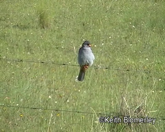 Amur Falcon - ML201029441