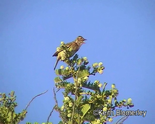 Monotonous Lark - ML201029451