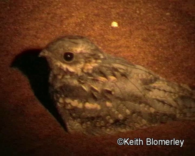 Eurasian Nightjar - ML201029461