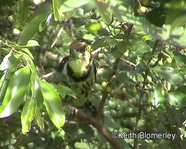 Haubenbartvogel - ML201029491