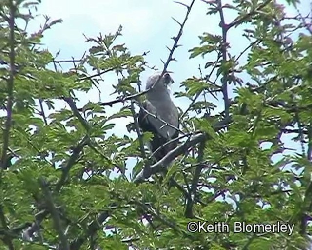 Lesser Gray Shrike - ML201029511