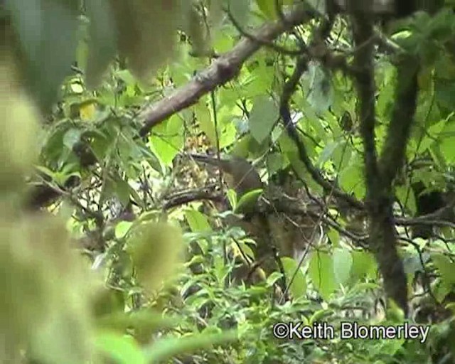 White-throated Laughingthrush - ML201029521