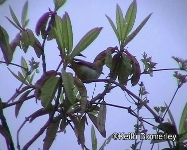 Yuhina Ventrirrufa - ML201029561