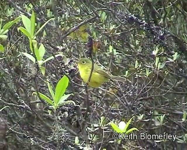 Mosquitero de Burke - ML201029581