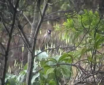 Bulbul Cariblanco - ML201029591