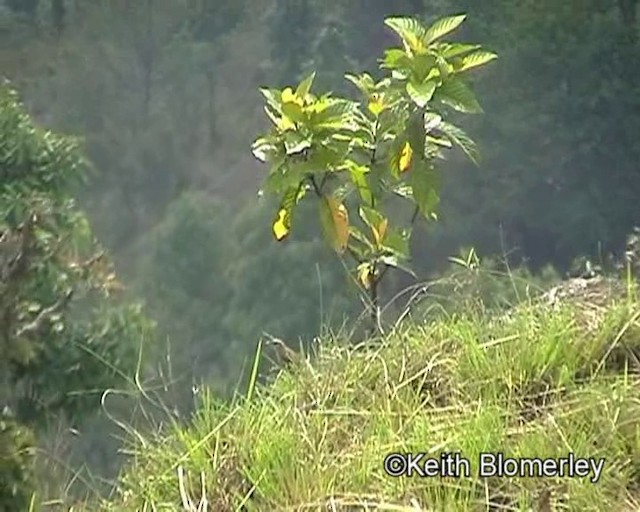 Pipit montagnard - ML201029631