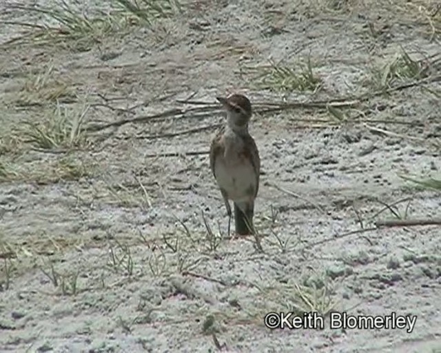 アフリカヒメコウテンシ - ML201029641