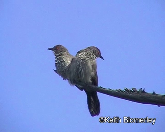 Arrow-marked Babbler - ML201029661