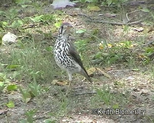 Groundscraper Thrush - ML201029691