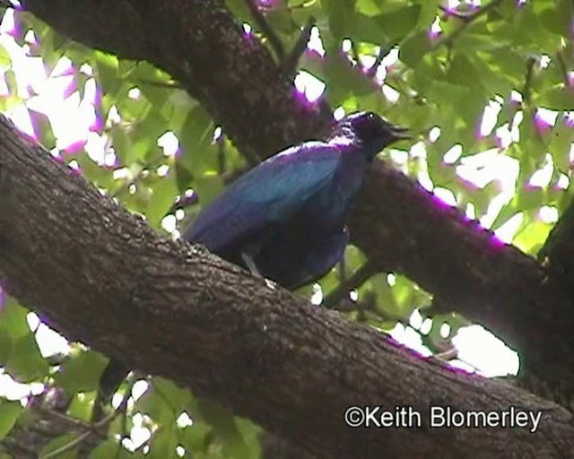 Burchell's Starling - ML201029701