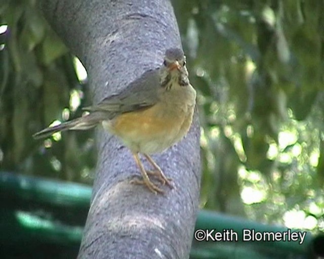 Kurrichane Thrush - ML201029711