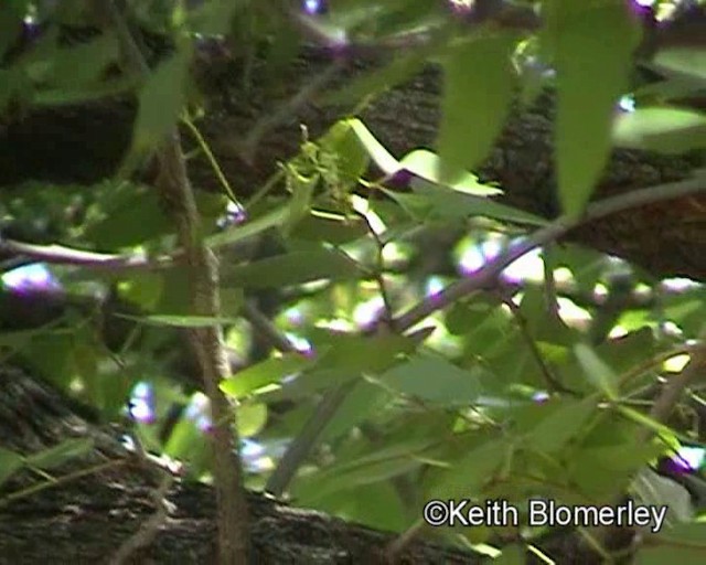 Black-backed Puffback - ML201029721