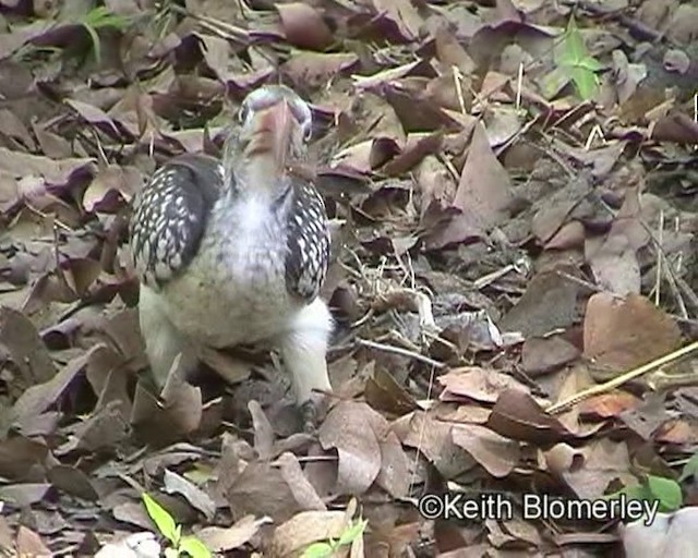 Southern Red-billed Hornbill - ML201029751