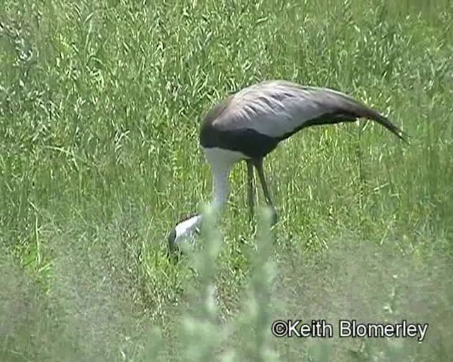 Wattled Crane - ML201029761