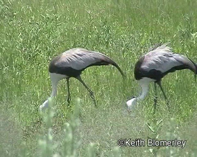 Wattled Crane - ML201029771