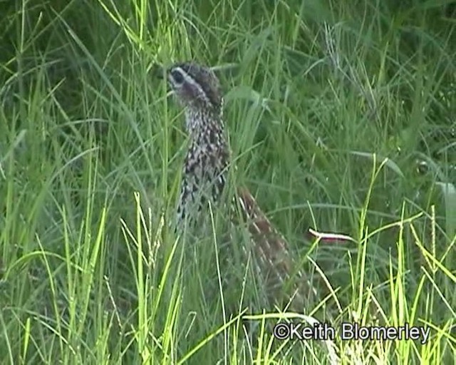 Crested Francolin (Crested) - ML201029831