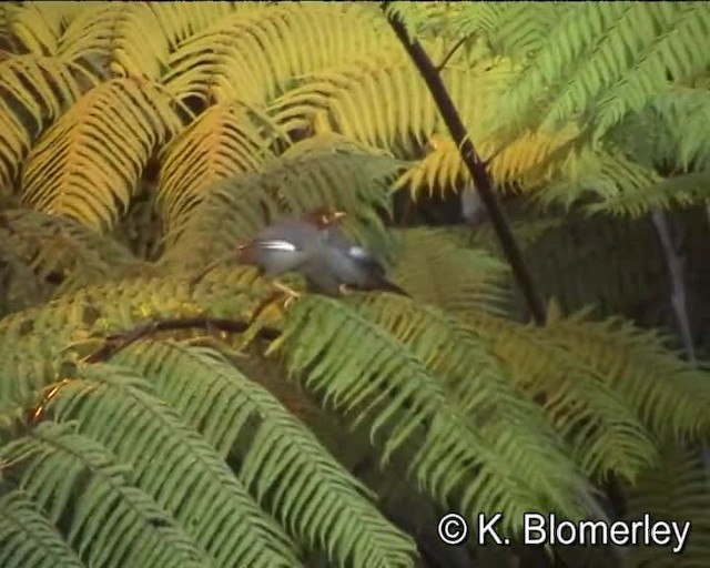 Chestnut-hooded Laughingthrush - ML201029861