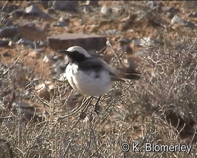 Red-rumped Wheatear - ML201029871