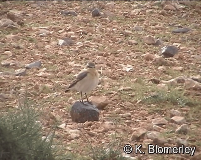 ハシグロヒタキ（oenanthe／libanotica） - ML201029881