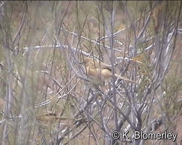 Fulvous Chatterer - ML201029961